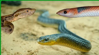 Snakes compilation n3  Compilado das cobras n3 curiosity [upl. by Anead283]