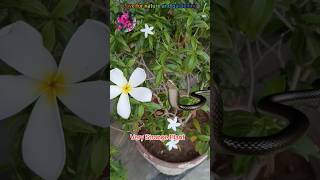 Very strange plant with big snake short video Funny just kidding trending shortsfunnyvideo [upl. by Nosnev]