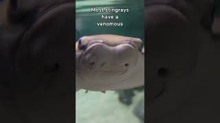 Amazing Stingray Facts 5 Fascinating Things About Stingrays You Wont Believe  Fauna Fax Shorts [upl. by Merrily417]