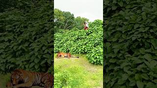 Real Tiger Attack shorts vfx tiger wildlife trending cheetah leopard [upl. by Owiat995]