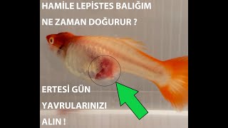 HAMİLE LEPİSTES NE ZAMAN YAVRULUĞA KOYULUR ERTESİ GÜN YAVRULARI ALDIM [upl. by Lemrac]