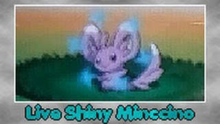 Live Shiny MinccinoChinchidou after 9193 RE [upl. by Hannaj]