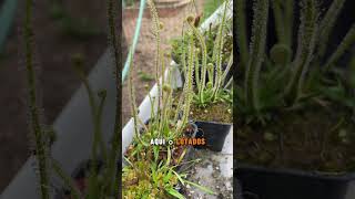 Drosera Filiformis Tracyi plantacarnivora flores plantas [upl. by Durand258]