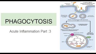 Phagocytosis Acute Inflammation Part 3 [upl. by Onitsirc]