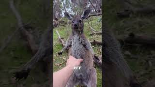 The FUNNIEST Kangaroo Encounter EVER [upl. by Silverman]