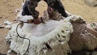 Overgrown Sheep  Shearing wool [upl. by Gearhart277]