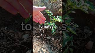 ACTUALIZACIÓN TOMATERAS CHERRY P3 🍅 [upl. by Cestar]