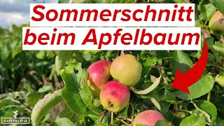 So schneidest du deinen Apfelbaum im Sommer Schritt für Schritt erklärt [upl. by Ynaitirb]