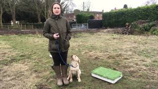 Gundog training heelwork  introduction to 2 placeboards placeboard heelwork [upl. by Enixam]