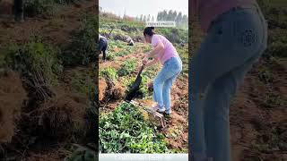 Honeysuckle seedling pruning process shorts [upl. by Ahsener9]