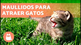 SONIDOS para que tu GATO VENGA 📣🐈 Maullidos para ATRAER a tu GATO cuando se ESCONDA [upl. by Aurelio]