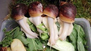 Achatina Fulica Albino snails 3 month [upl. by Rushing]