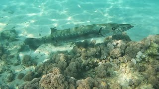 Great barracuda Sphyraena barracuda hovering over Indian Ocean humbugs Dascyllus abudafur 4K [upl. by Seth684]