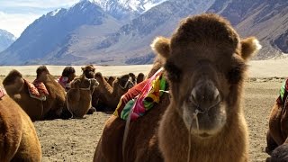 Riding Bactrian Camels Across The Worlds Highest Desert Nubra Valley India [upl. by Tlevesoor]