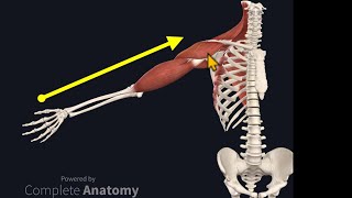 Osteopathy Treatment Techniques Treating the Shoulder [upl. by Aicilif]