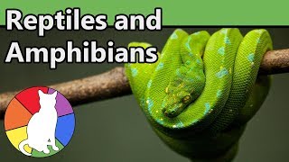 Reptiles and Amphibians  Animal Fact Files [upl. by Llertak]