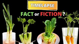 Regrowing VEGGIES from Kitchen Scraps in TIMELAPSE  Does it really work [upl. by Mor]