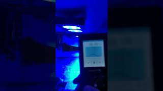 Nicrew 100W 2x DaisyChained with Kessil Spectral X Controller [upl. by Nameloc]