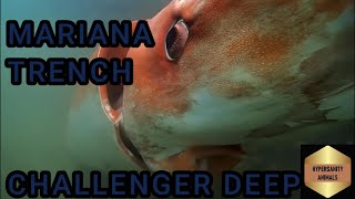 The Creepy Music Video Inside Mariana Trenchs Challenger Deep [upl. by Jt]