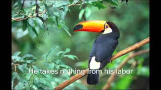 Toco Toucan the bird with the big pecker and a beautiful allegory [upl. by Ahtelra]