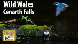 Dipper at Cenarth Falls  Wild Wales [upl. by Reta]