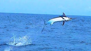 BLUE MARLIN MASSIVE AIR SAILFISHBLACK MARLIN TAIL WALKING COSTA RICA [upl. by Lidstone2]