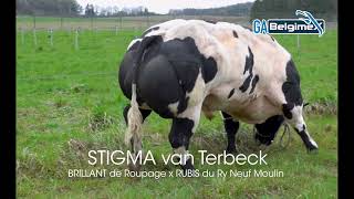 STIGMA van Terbeck [upl. by Hale]