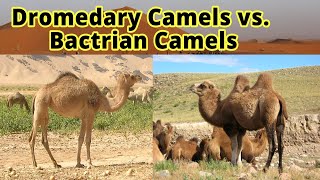 Dromedary Camels vs Bactrian Camels How to Distinguish Them [upl. by Groves]