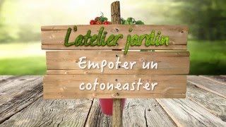 Comment cultiver le cotoneaster [upl. by Whiney623]