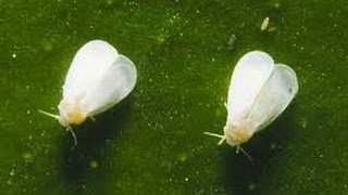 How to Fix a white fly problem in your vegetable garden [upl. by Atiuqram]