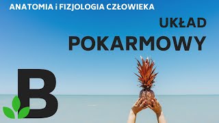 Układ POKARMOWY budowa i funkcje układu pokarmowego u człowieka  KOREPETYCJE z BIOLOGII  243 [upl. by Khalid]