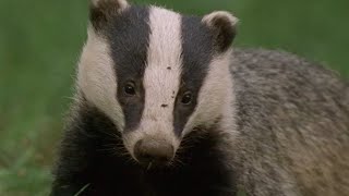 Underground Labyrinth Of Badgers  Natural World Badgers  Secrets Of The Sett  BBC Earth [upl. by Higgins]