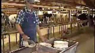 What Dairy Cows Eat Video [upl. by Eelinej369]