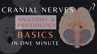 Cranial Nerve Basics Part 1  Easy QuickReview  Anatomy amp physiology  cranialnerves shorts [upl. by Rhody]