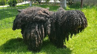 This DOG Is AGAIN NEGLECTED and MATTED [upl. by Attekahs285]