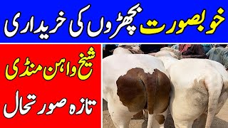 New Sheikhwan Cow Mandi Updates Beautiful Nookray Ablak Cholistani Bulls Update  Universal Topics [upl. by Carling]