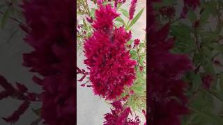 Celosia Argentea Cristata PlantCockscomb flowers plants nature roostercomb woolflower celosia [upl. by Willett289]