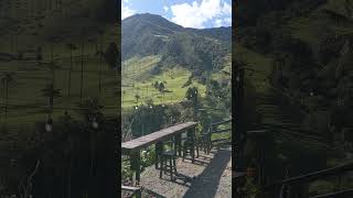 Cocora Valley 🌴 Beautiful View  Salento Quindío Colombia [upl. by Englis379]