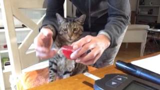 Best tips for taking cats blood sugar at home [upl. by Eimaral572]