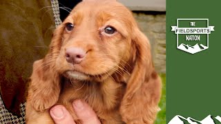 How to choose a working cocker spaniel puppy [upl. by Htir]