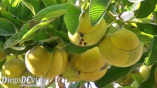 Dillenia indica  Elephant apple ChultaChalta  Ouu UFSC Florianópolis [upl. by Popele]