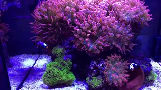 Anemone tank Red Sea reefer 170 [upl. by Blancha]