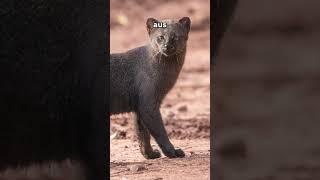 Jaguarundi [upl. by Sergias]