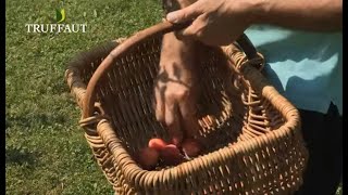 Calendrier du jardinier août  que faire au jardin ou sur la terrasse  Truffaut [upl. by Yahsal]