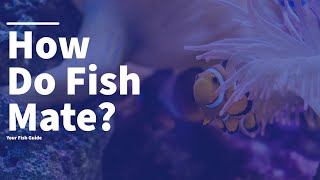 This Is How Fish Mate YOU WONT BELIEVE THIS  Fish Education  A Must Watch [upl. by Colver64]