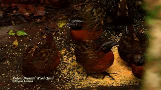 Rufous Breasted Wood Quail  Arena Blanca Reserve Aguas Verdes [upl. by Lisetta]