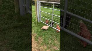 Naughty escapees Just got the entire paddock fenced in for them to use [upl. by Asina]