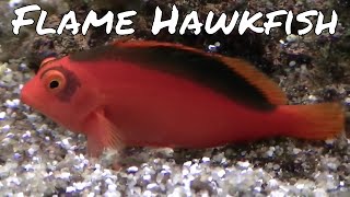 Flame Hawkfish [upl. by Ebanreb208]