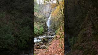 Grey Mares Tail [upl. by Nal]