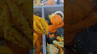 Spooky pumpkin youtubeshorts viralvideos scary creepy horrorstories halloween trending funny [upl. by Aicilra351]